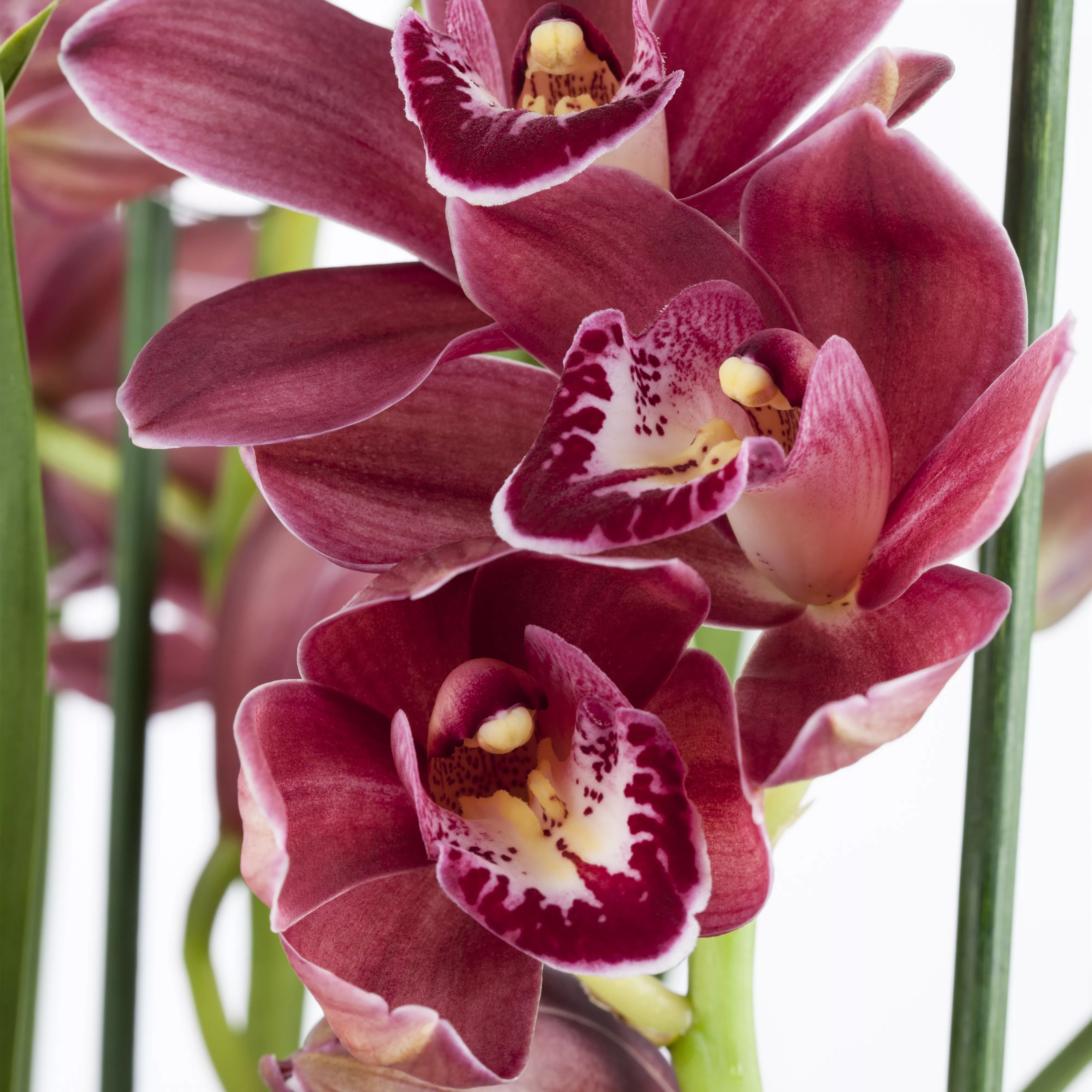 Orchideen als Schnittblume
