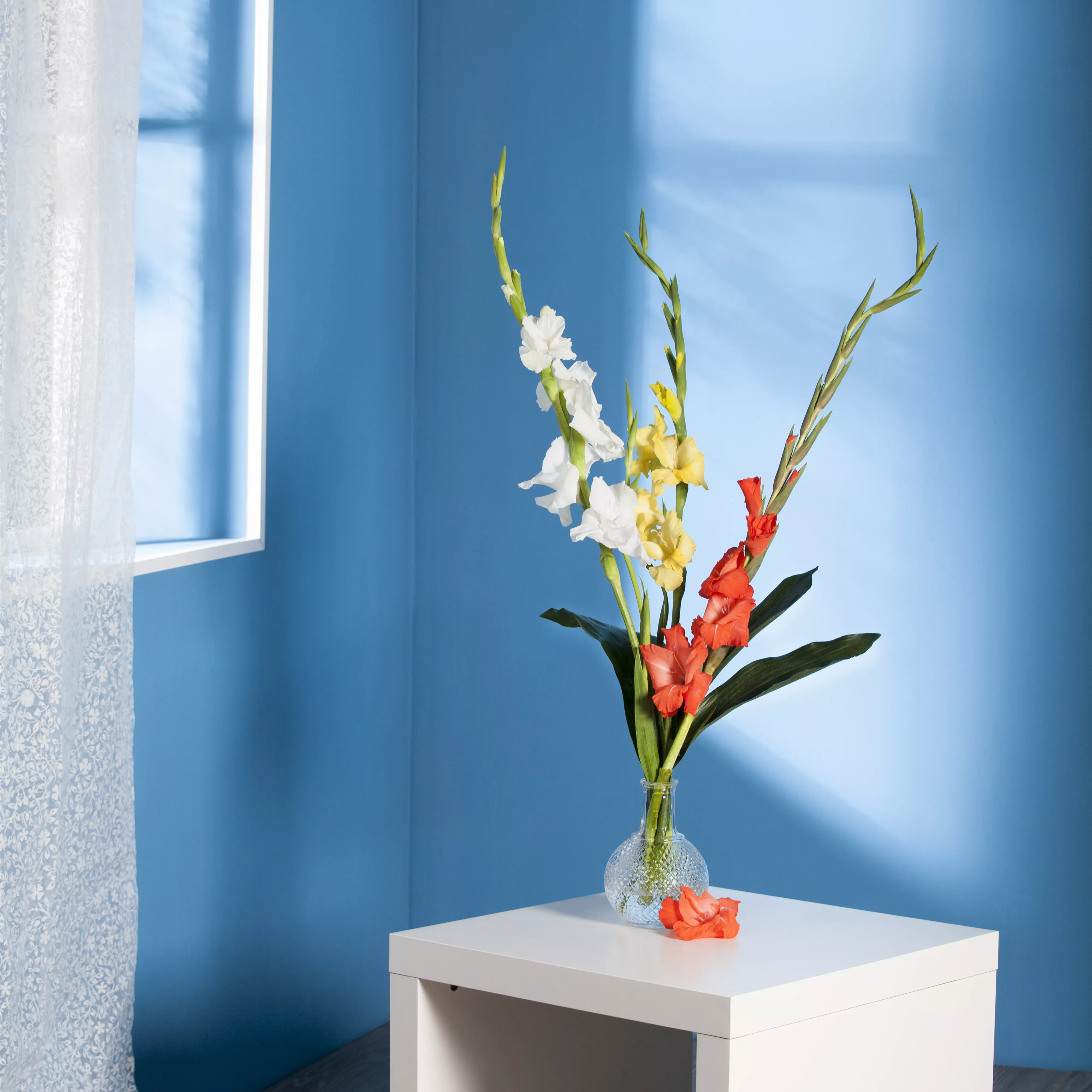 Gladiolen für die Vase