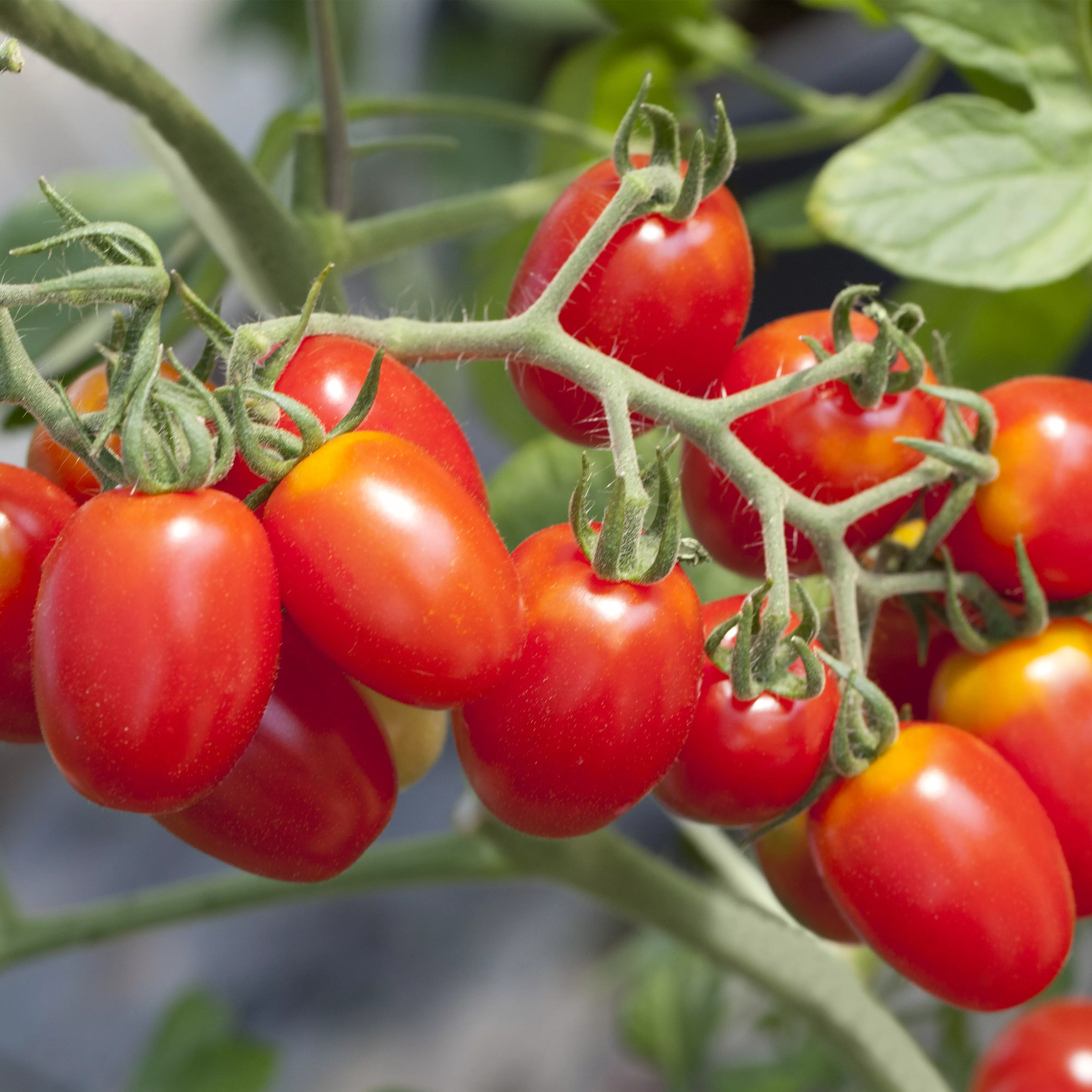 Tomaten ausgeizen