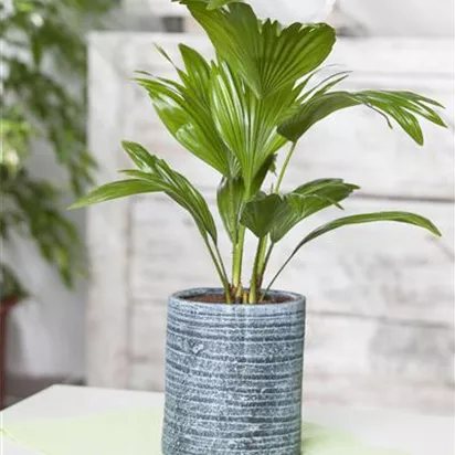 Palmen für die Wohnung