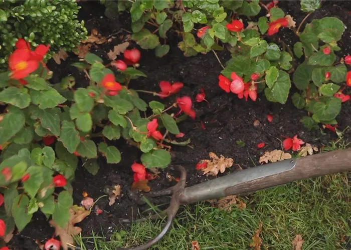 Begonien - Überwintern