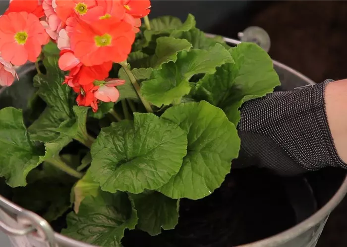 Becher-Primeln - Einpflanzen in ein Gefäß