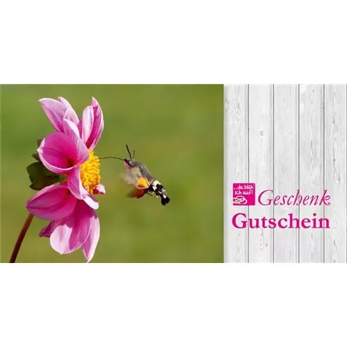 Stationärer Gutschein