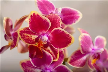 Die Königin der Zimmerpflanzen – Orchideen