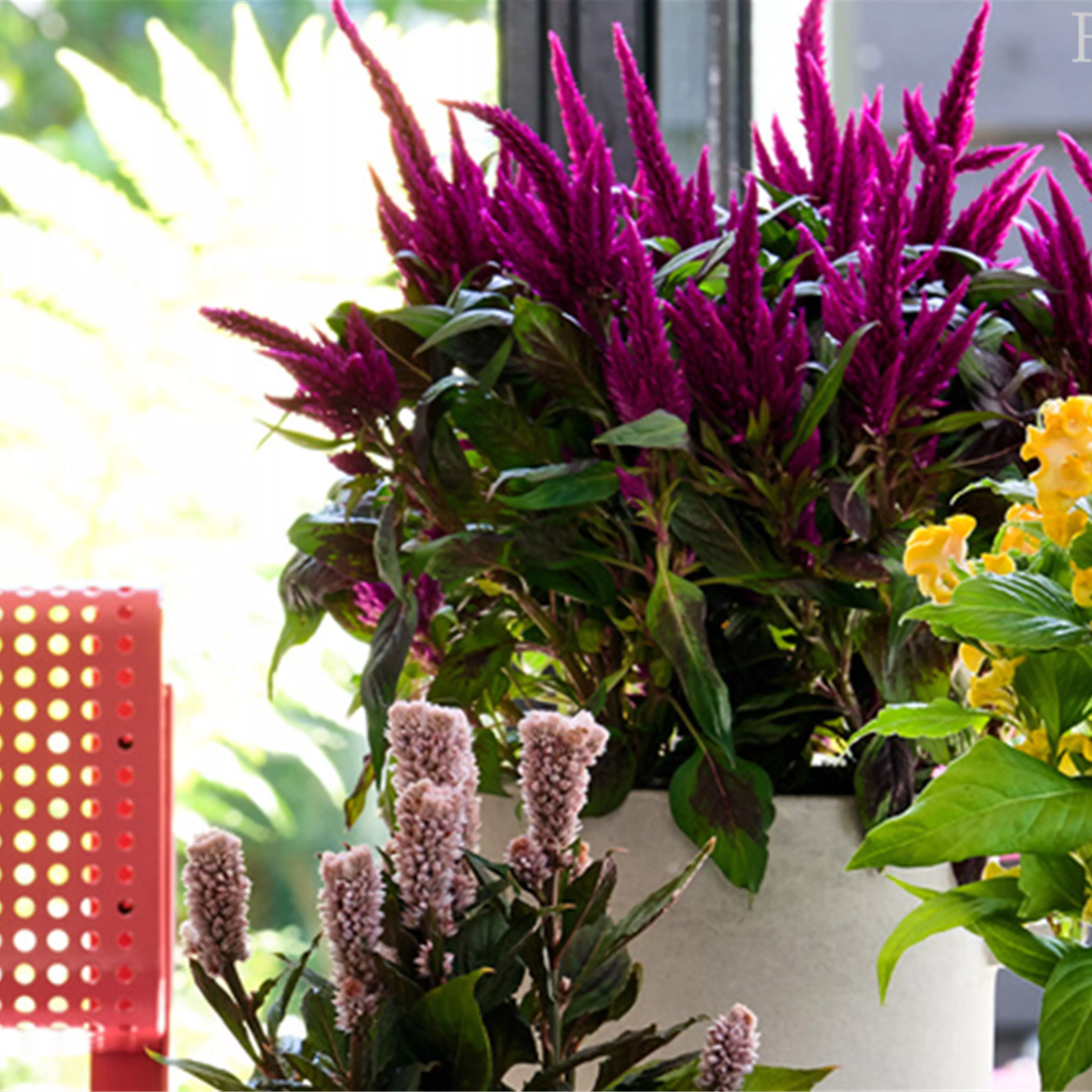 Pflanze des Monats Juli 2026: Celosie