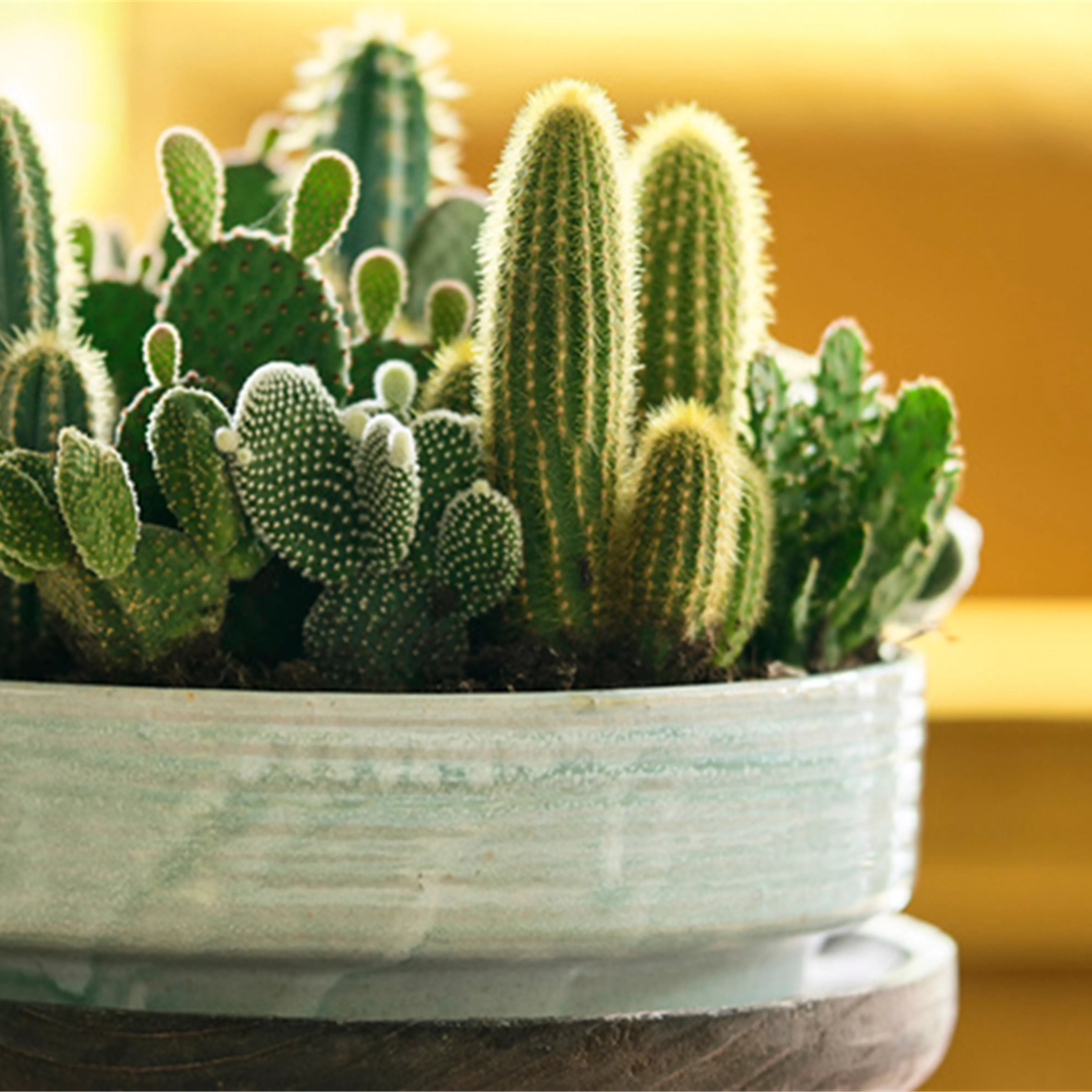 Pflanze des Monats August 2026: Kaktus