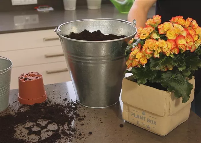 Begonie - Einpflanzen in ein Gefäß